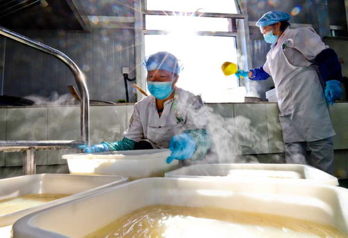 甘肅張掖 粉皮面筋走俏市場，農副產品銷售新引擎